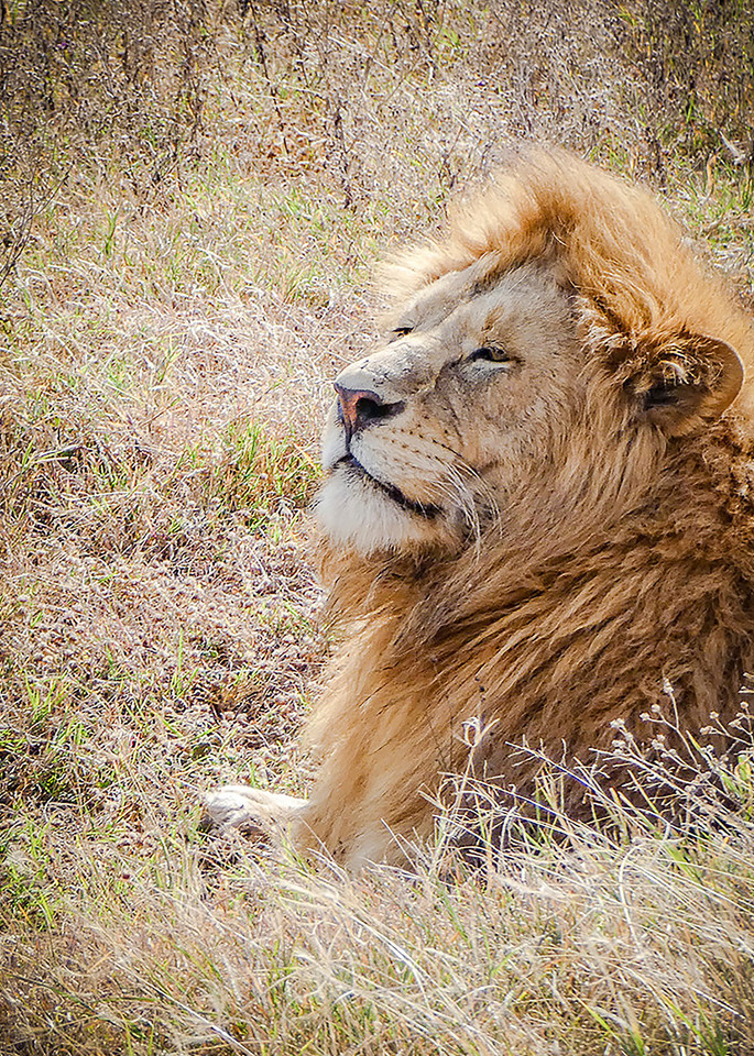 Wildlife Photo Prints: Ngorongoro Lion/Jim Grossman Photography