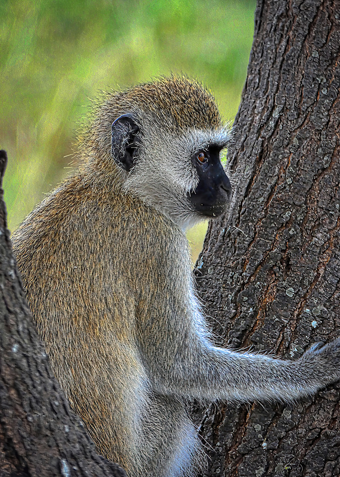 Wildlife Photo Prints: Monkey in Tanzania/Jim Grossman Photo.