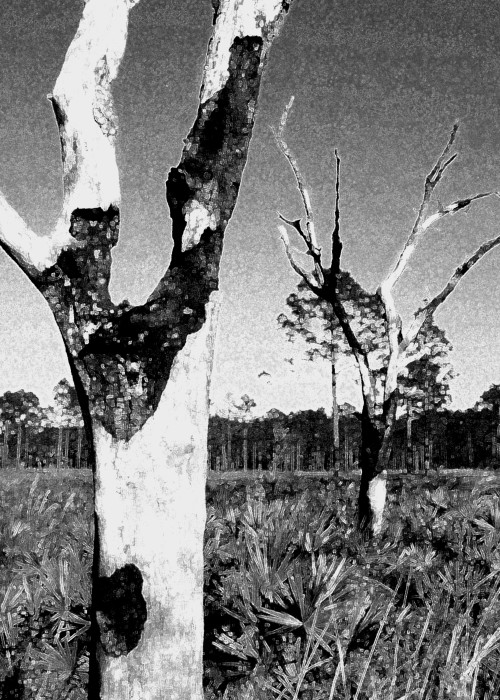 Florida Plain Photography Art | MWest Fine Art Gallery