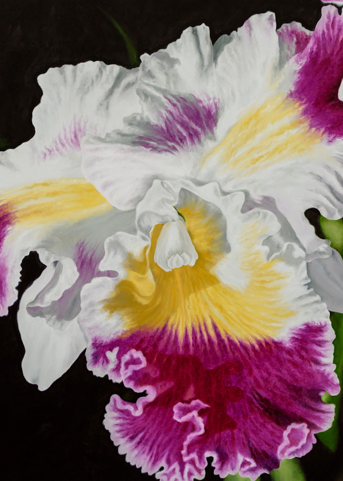 Orchid   Products Art | Mercedes Fine Art