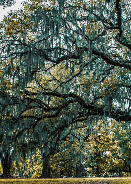 Easter Live Oak Photography Art | Kermit Carlyle Photography 