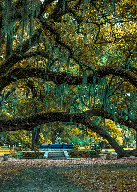 Easter Live Oak Frame Photography Art | Kermit Carlyle Photography 