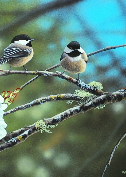 Peter Mathios - Black Capped Chickadees
