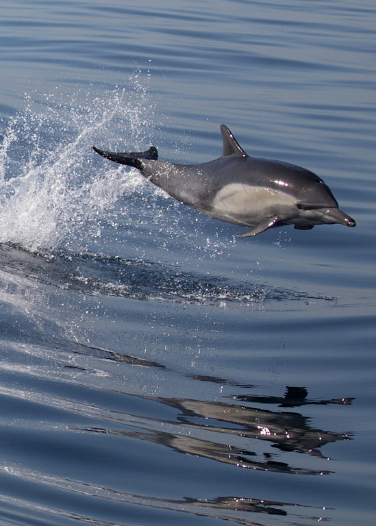 Dolphin Leap Art | Leiken Photography