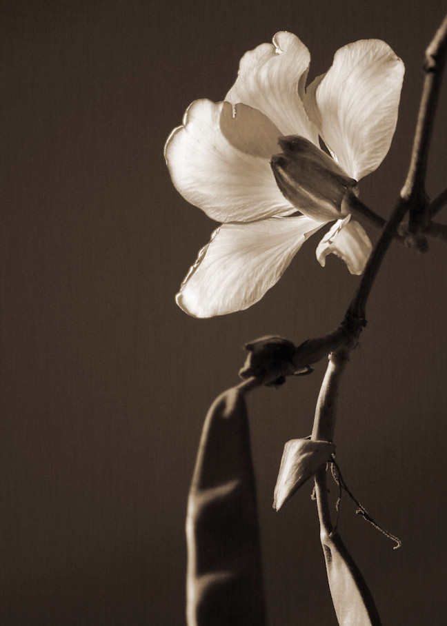 Orchid Tree #2 Photography Art | Lori Ballard Photography