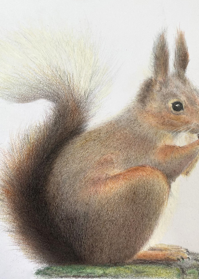  Red Squirrel  Art | Kathleen Slaven Art