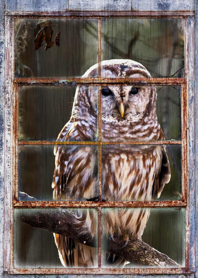 Owl in my Window