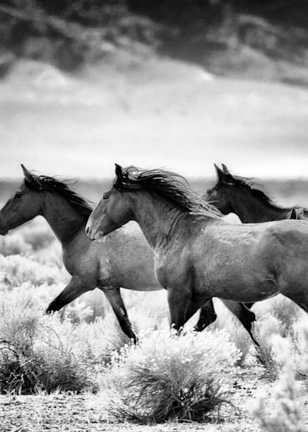 Wild horses running through desert black and white print