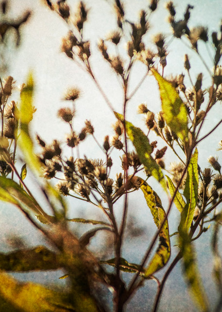Field Flowers Photography Art | Lori Ballard Photography