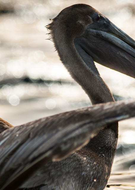 Pelican At Sunset Photography Art | Lori Ballard Photography