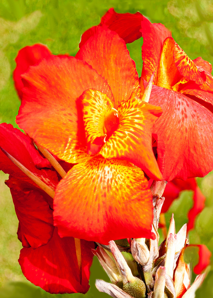 Peruvian Lily