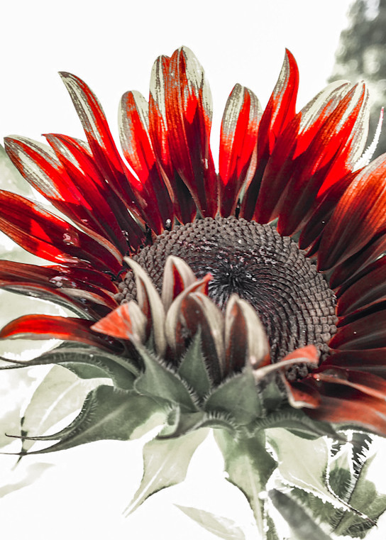 Shelly Industrial Sunflower Art | Sunrise Galleries