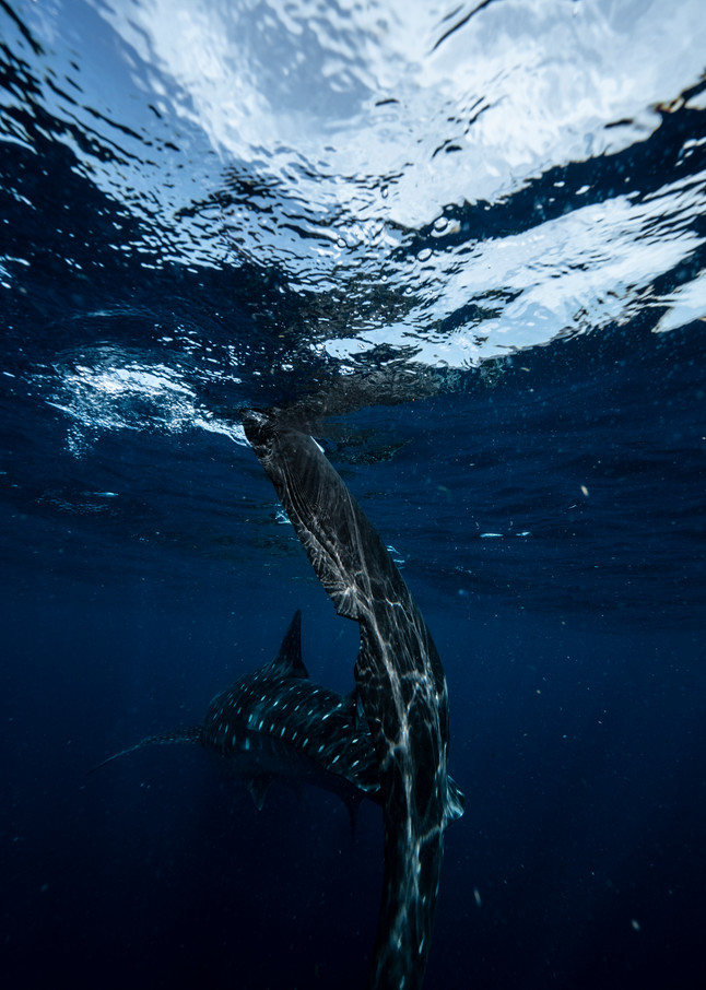 whale sharks, underwater photography 30a, gulf of mexico, 