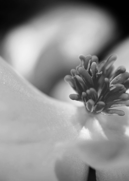 Begonia Photography Art | Lori Ballard Photography