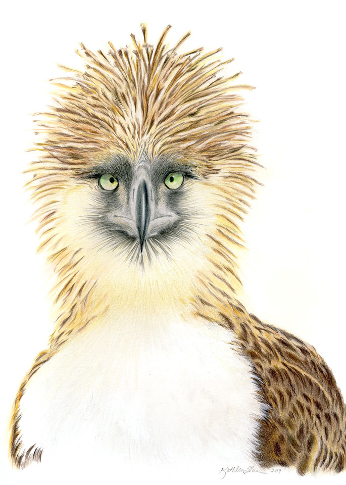 Phiilippine Eagle  Art | Kathleen Slaven Art
