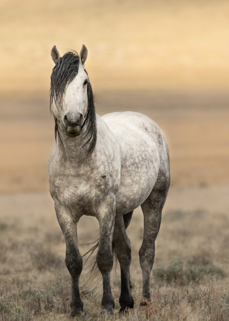 Gorgeous gray wild stallion in the Utah desert.