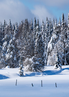 Winter Tug Hill Frozen Trees Panoramic Photography Art | Kurt Gardner Photography Gallery