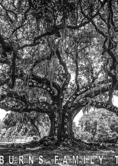Burns Family Tree Of Life Photography Art | Kermit Carlyle Photography 