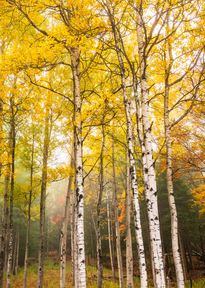 Birch Trees Color Vert Photography Art | Kurt Gardner Photography Gallery