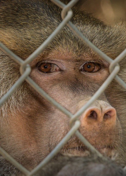 The Sacred Baboon's Eyes Don't Lie! Photography Art | Julian Starks Photography LLC.