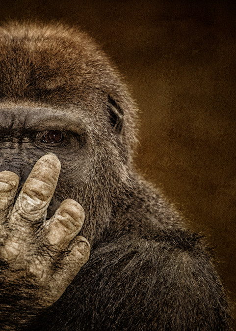"Flipping Off" Gorilla  Photography Art | Julian Starks Photography LLC.