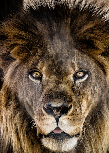 “Henson” The Majestic Lion Photography Art | Julian Starks Photography LLC.