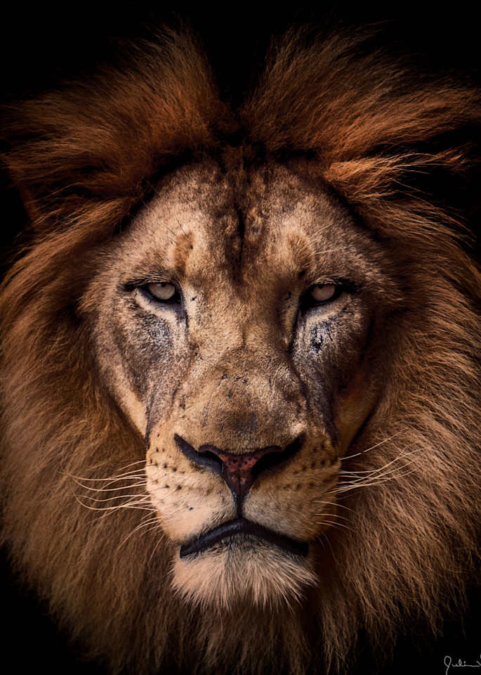 Regal African Lion In Space Photography Art | Julian Starks Photography LLC.