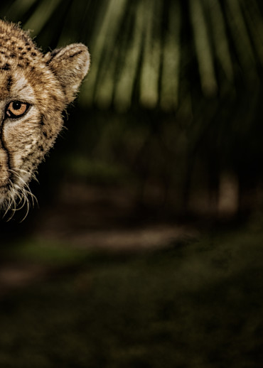 Cheetah In Chains Photography Art | Julian Starks Photography LLC.