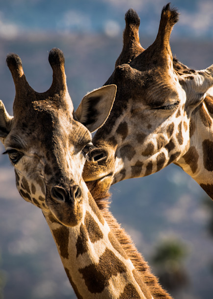 Giraffe's In Love! Photography Art | Julian Starks Photography LLC.