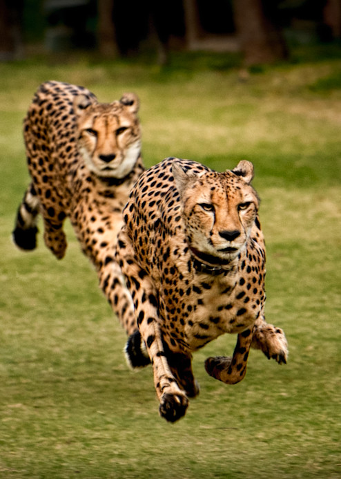 The Cheetah Brothers! Photography Art | Julian Starks Photography LLC.