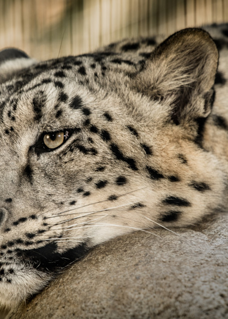 Snow Leopard Chillin' On A Rock Photography Art | Julian Starks Photography LLC.