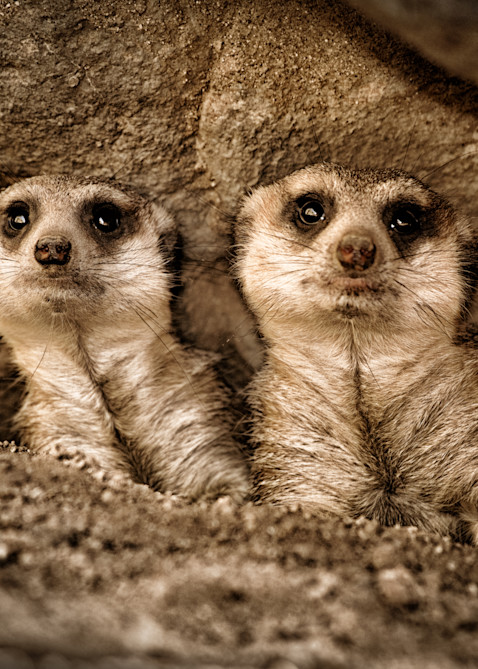 A Couple Of "Meerkats" Checkin' Things Out!!! Photography Art | Julian Starks Photography LLC.