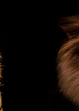 The Kings Of Beasts! Photography Art | Julian Starks Photography LLC.