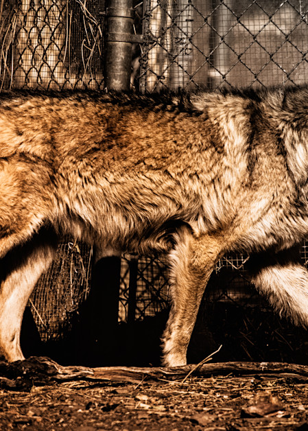 California Grey Wolf  Photography Art | Julian Starks Photography LLC.