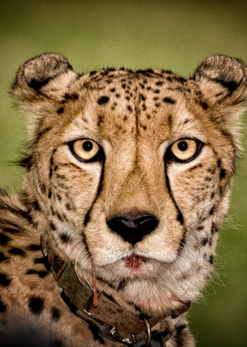 Cheetah In Limbo Photography Art | Julian Starks Photography LLC.