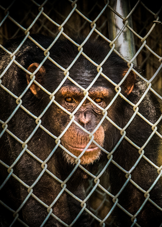 Chimp In Jail! Photography Art | Julian Starks Photography LLC.