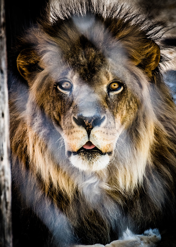 Lion In Cage Photography Art | Julian Starks Photography LLC.