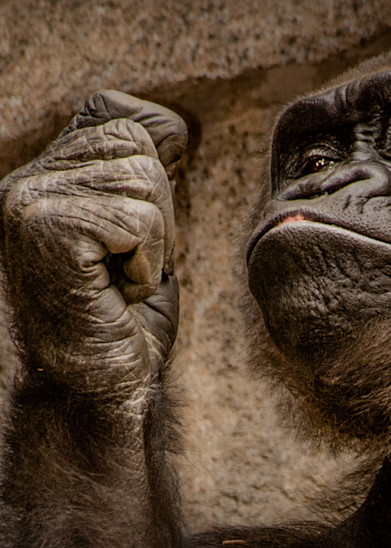 The Thinker In Full Thought! (Gorilla With Attitude 2 Of 2) Photography Art | Julian Starks Photography LLC.