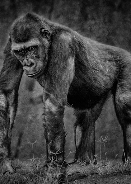 "Psycho" Chimp! Photography Art | Julian Starks Photography LLC.