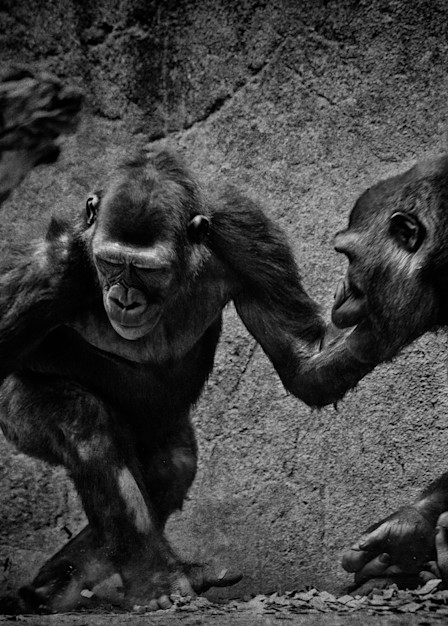 Gorillas At Play In B & W Photography Art | Julian Starks Photography LLC.