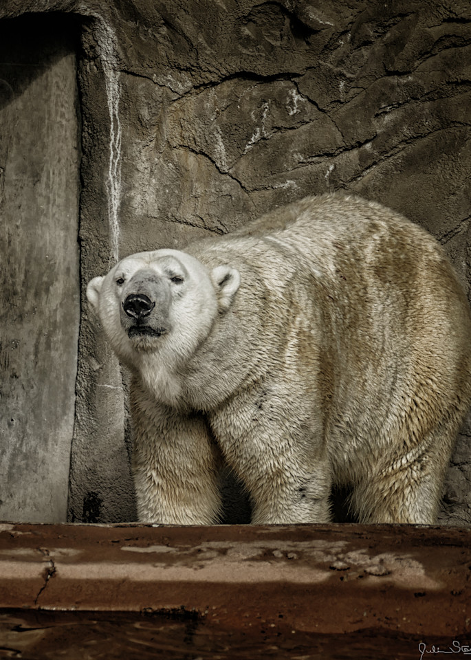 Massive Polar Bear Photography Art | Julian Starks Photography LLC.