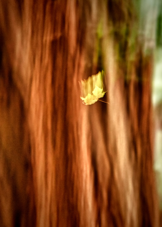 Falling Leaf Photography Art | Mindy Fine Art Photography