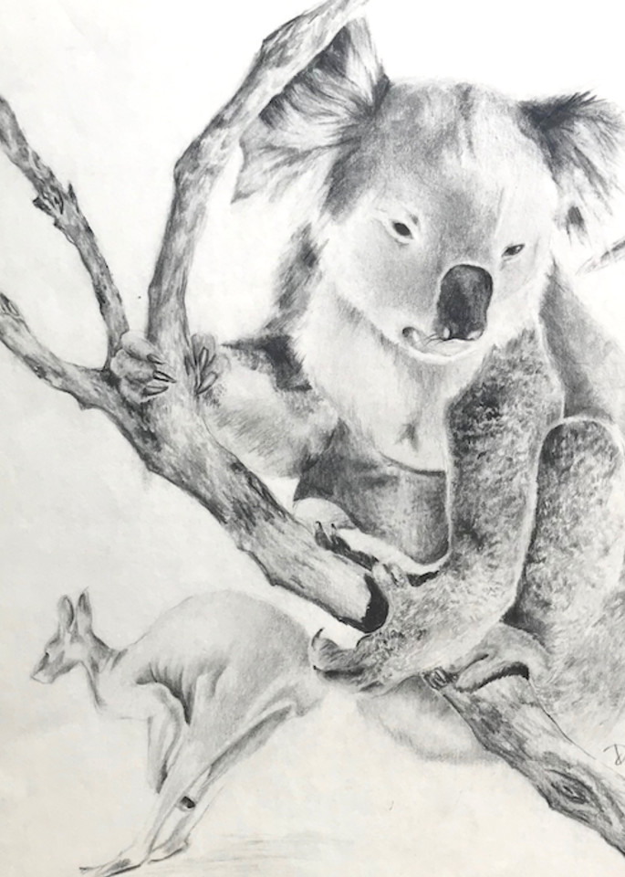 Pencil drawing of Koala
