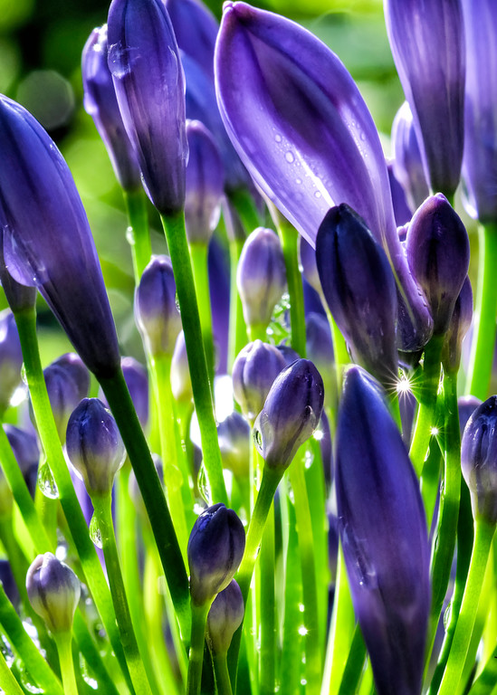 Jewels On Flowers Photography Art | Mindy Fine Art Photography