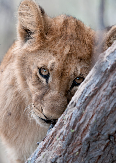 Adorable lion cub print