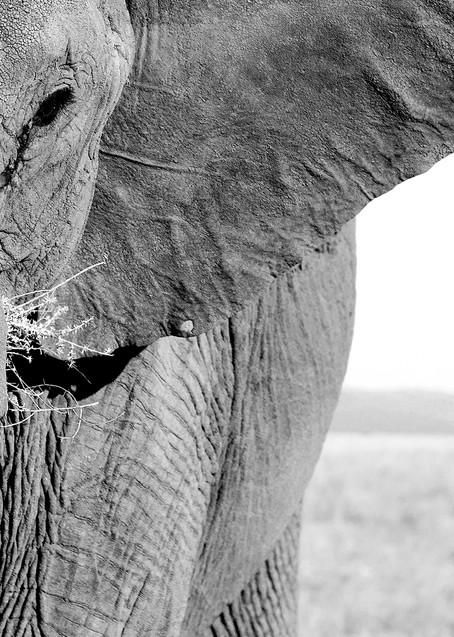 Incredible close up of elephant black & white fine art