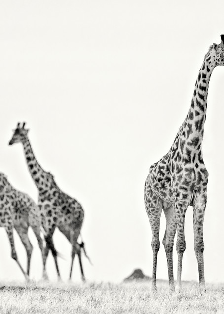 Awesome giraffes in black & white