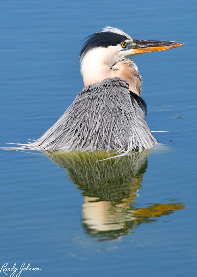 Great Blue Heron Wading In Deep Water Art | Randy Johnson Art and Photography