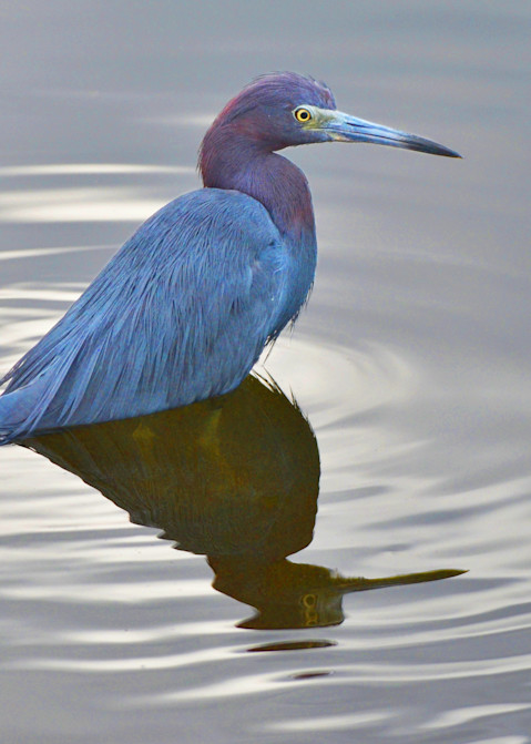 Little Blue Heron In A Silver Lake Art | Randy Johnson Art and Photography