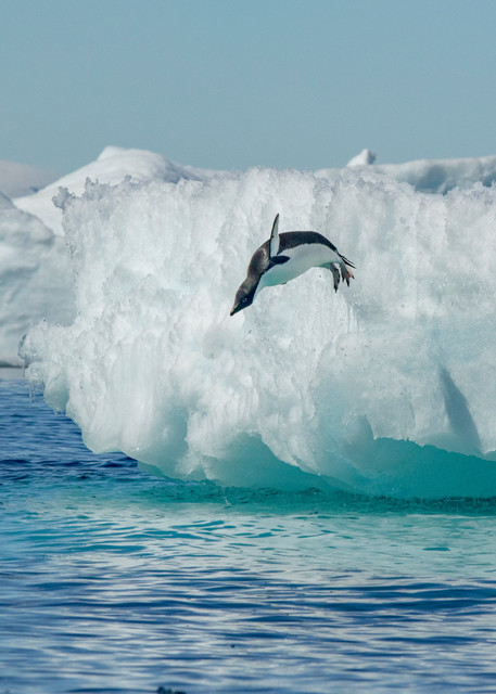 Adelie Penguin jumping into the sea from an Iceberg | Nicki Geigert, Photographer